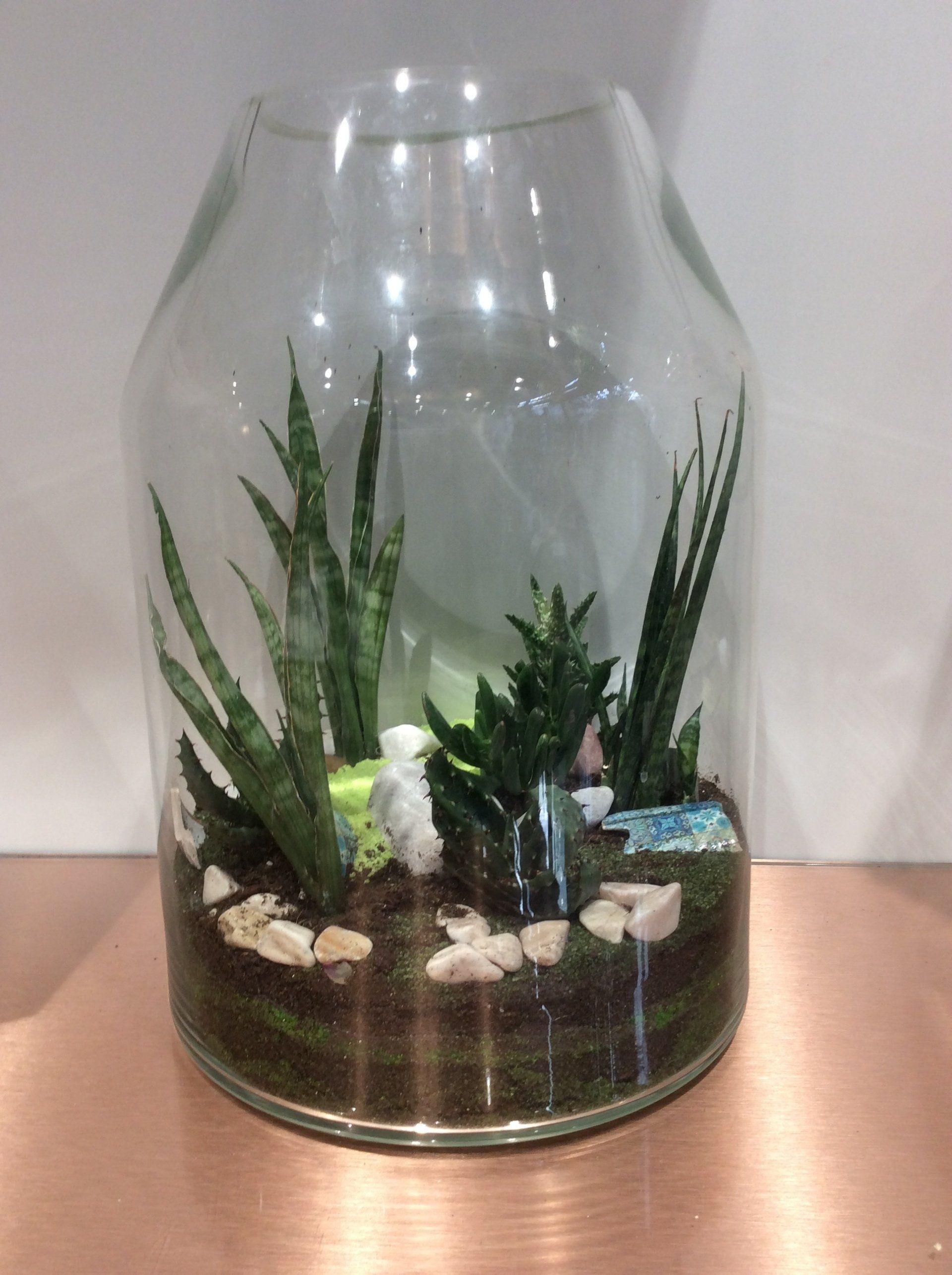 Terrarium ouvert