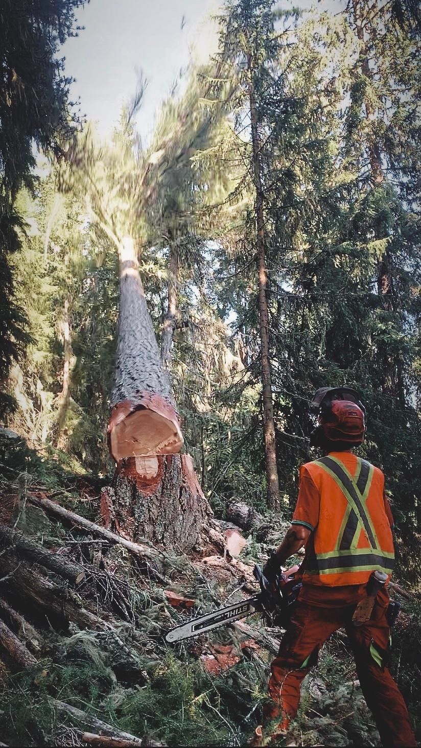 Bûcheron - Triage forestier du Vallon