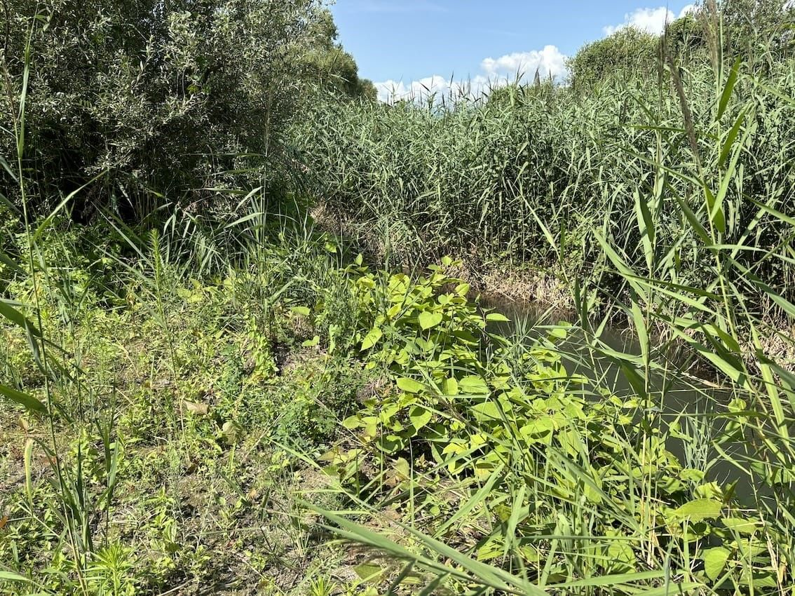 Avant traitement de néophytes