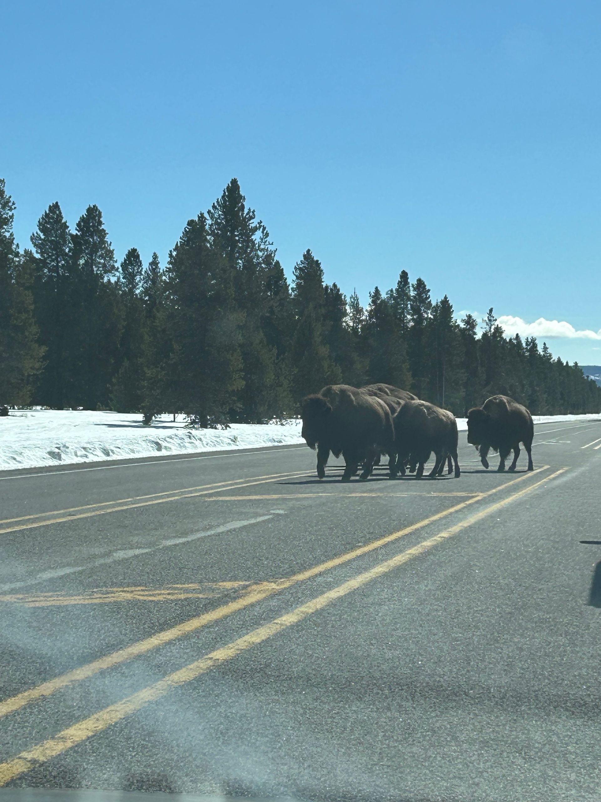 Yellowstone Bison