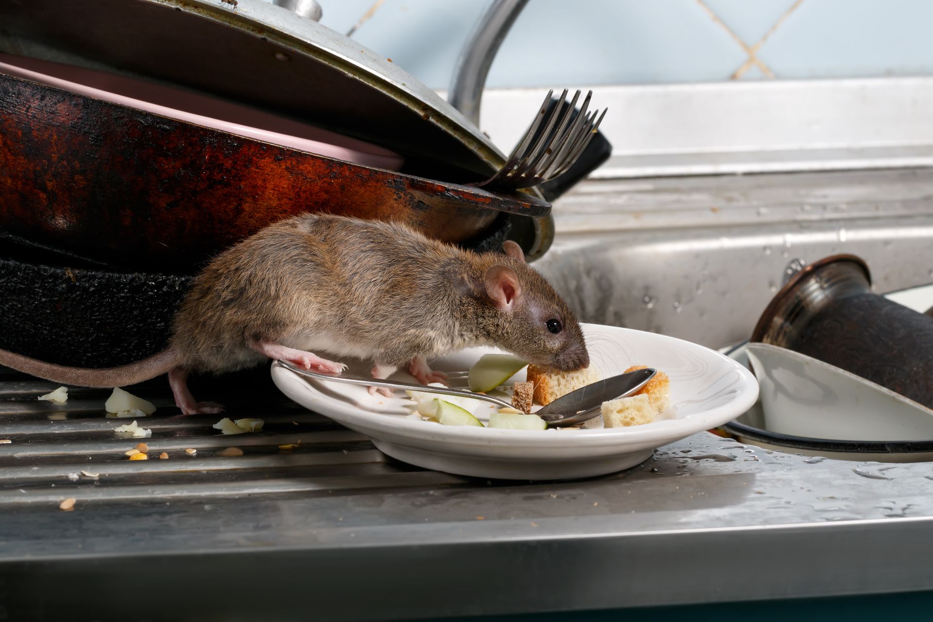 Rat mangeant dans une assiette posée sur un évier