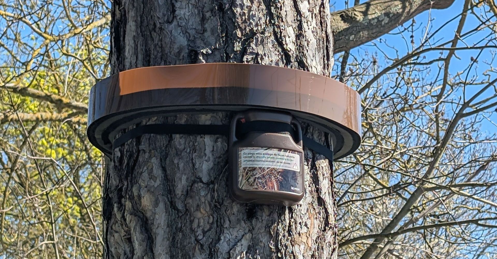 Chenilles processionnaires