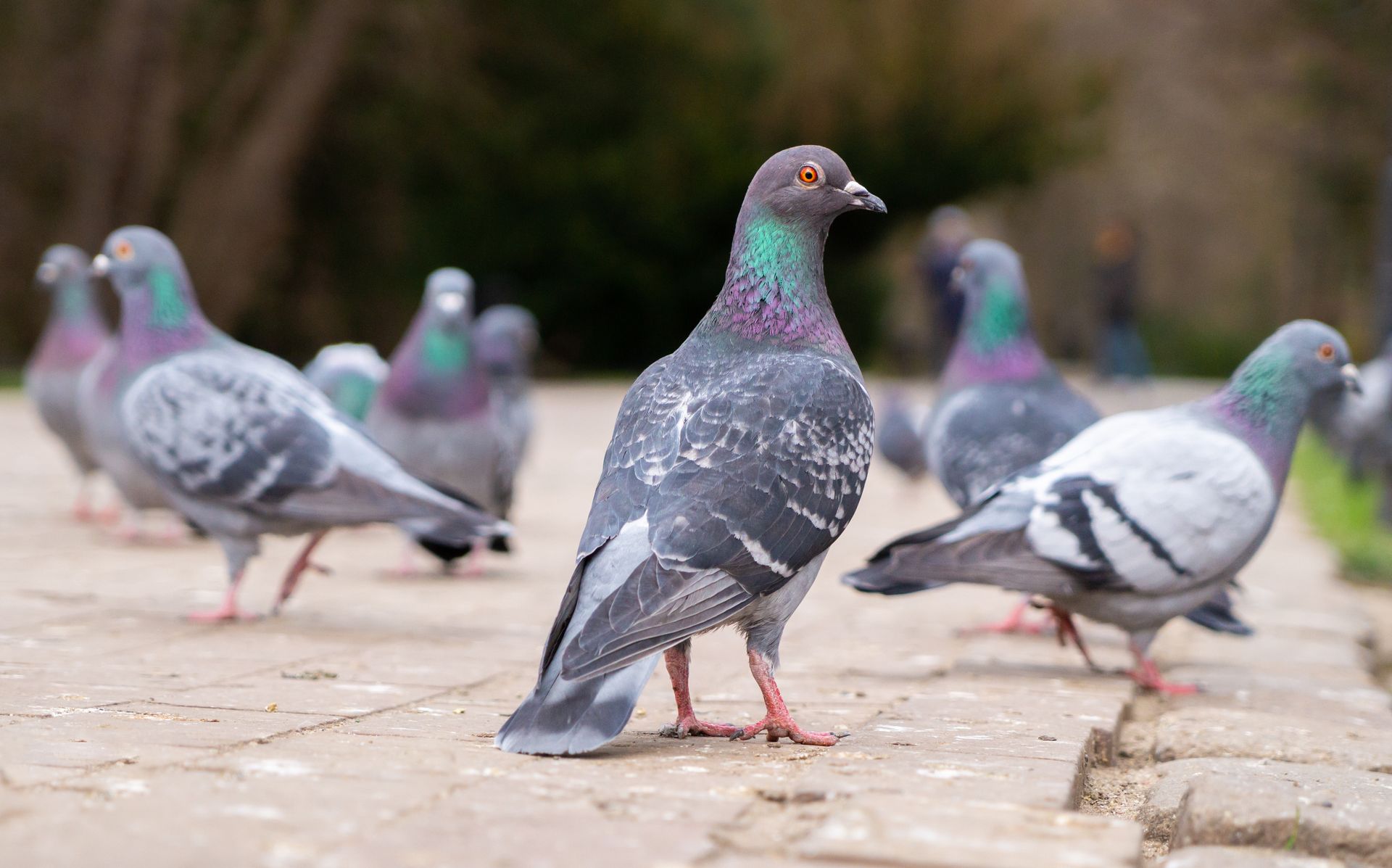Pigeons sur une allée