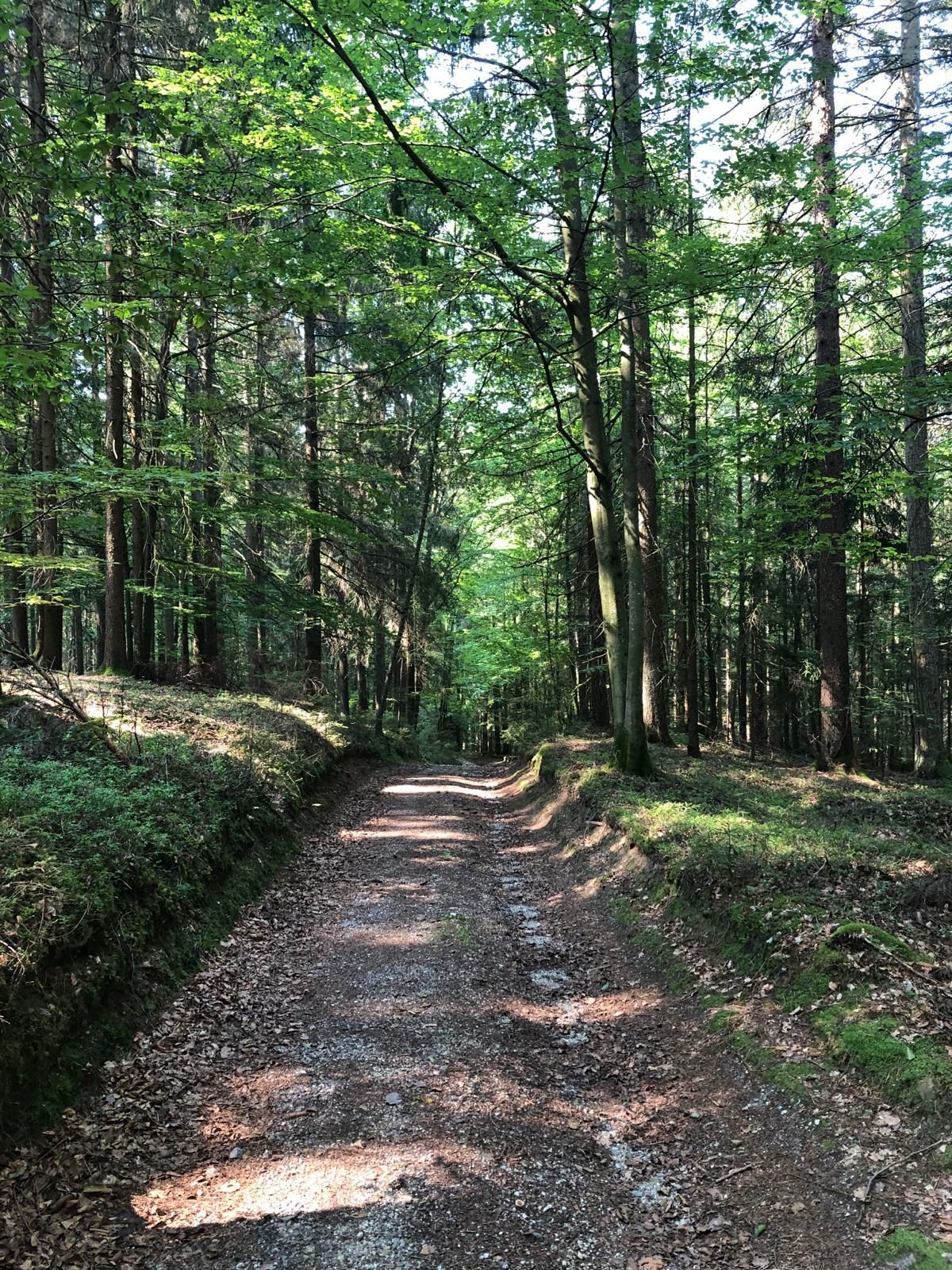 Ein schöner Waldweg, in der Nähe vom Landgasthof Muhr