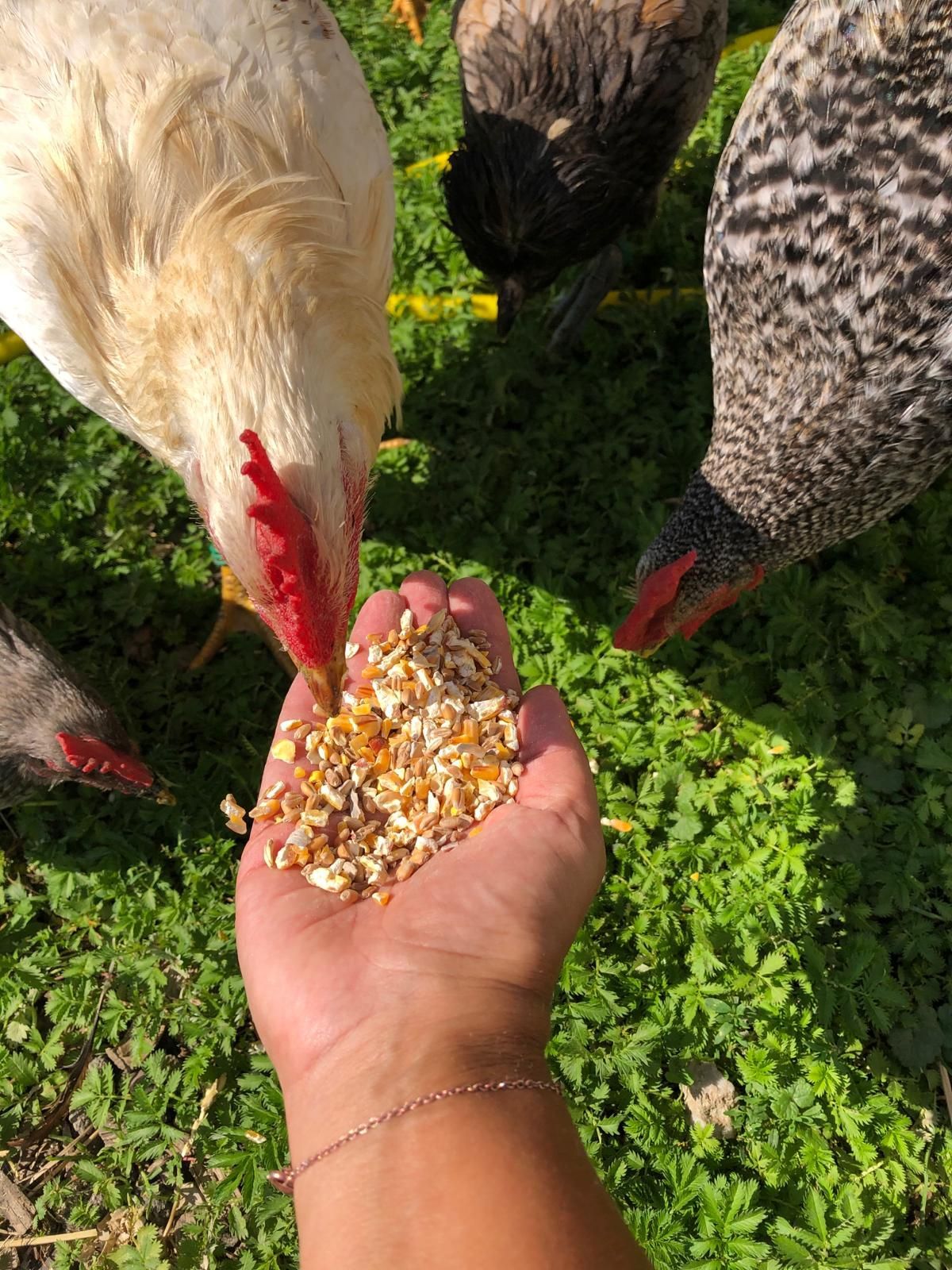 Eine Hand mit Futter ist ausgestreckt, Hühner vom örtlichen Bauerhof beteiligen sich am Essen