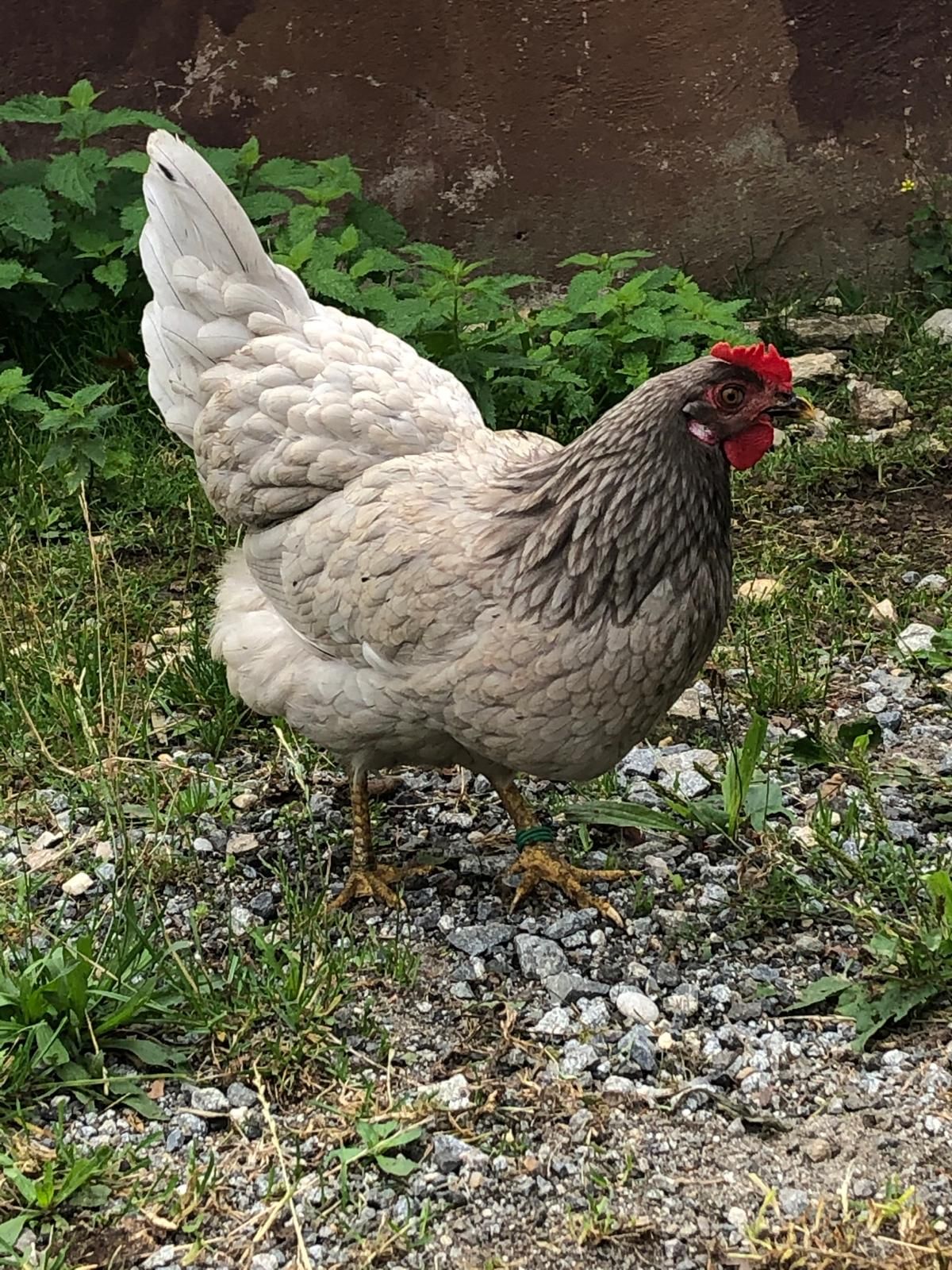 Ein Huhn vom örtlichen Bauernhof