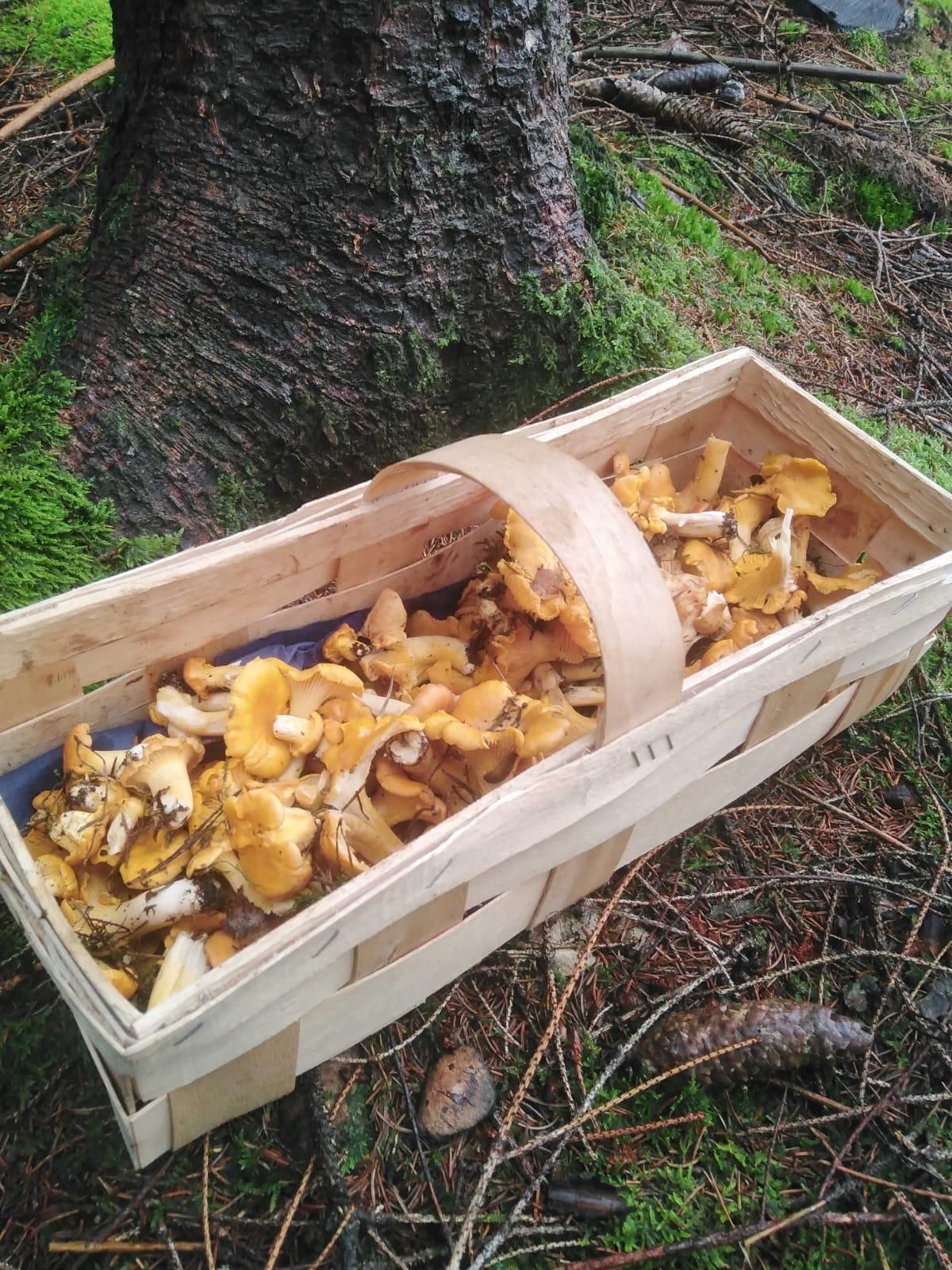 Ein Korb gefüllt mit gesammelten Pilzen