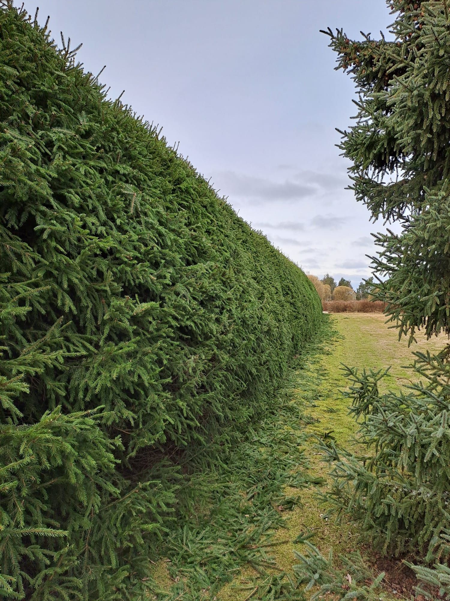 Kuusiaidan leikkaus.