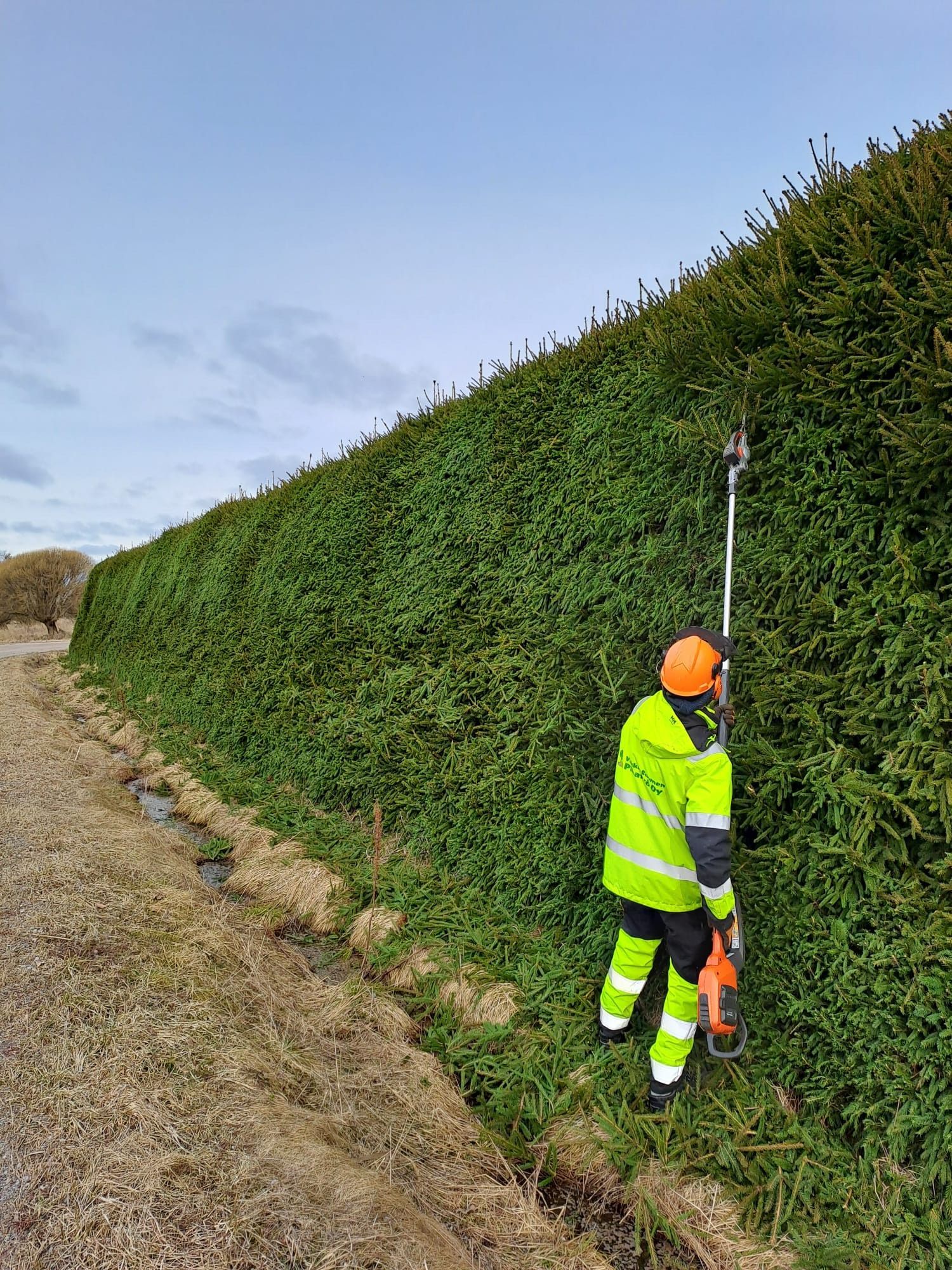 Paras aika leikata kuusiaita on marraskuusta maaliskuuhun.