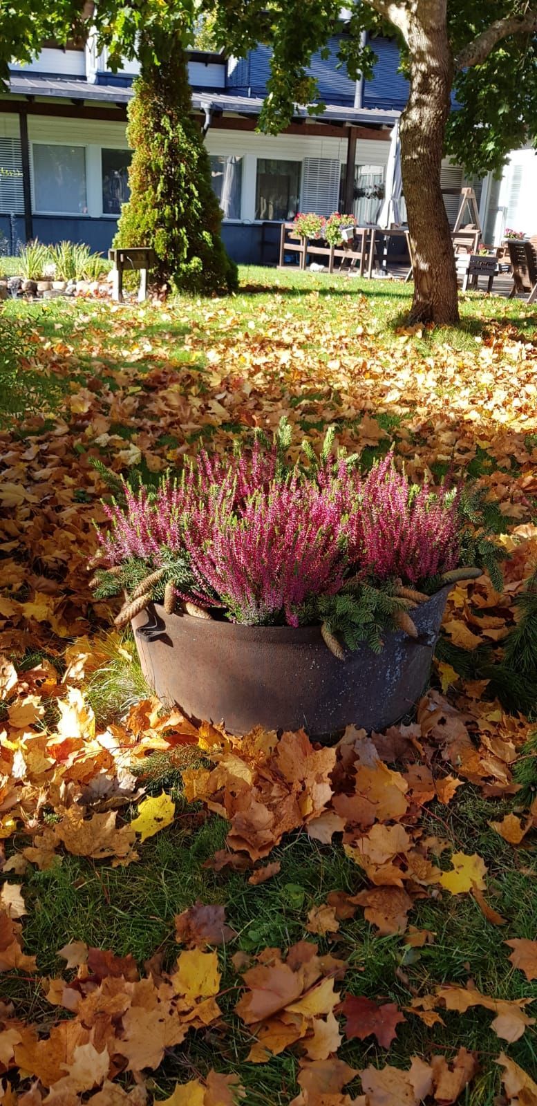 Kausikasvien istutus ja hoito.