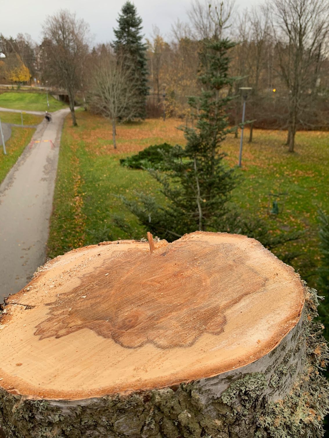 Puun kaato Rauma ja Uusikaupunki.