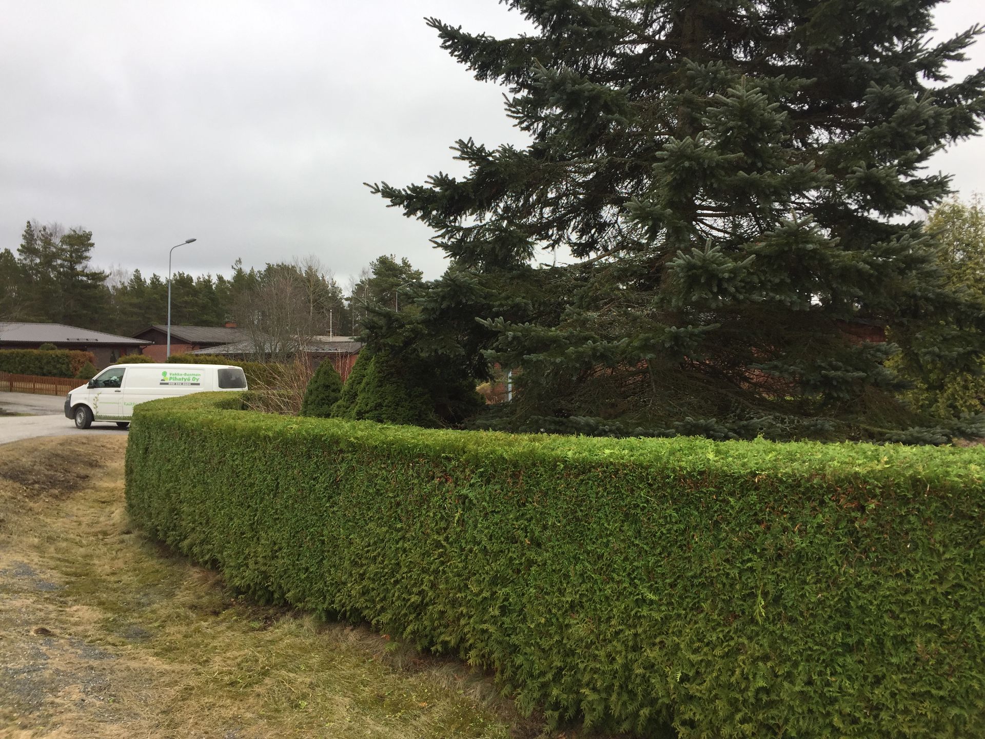 Pensasaidan leikkuu.