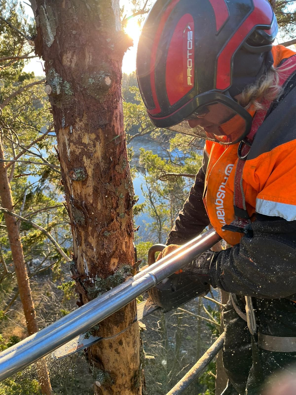 Puun kaato Rauma ja Uusikaupunki.