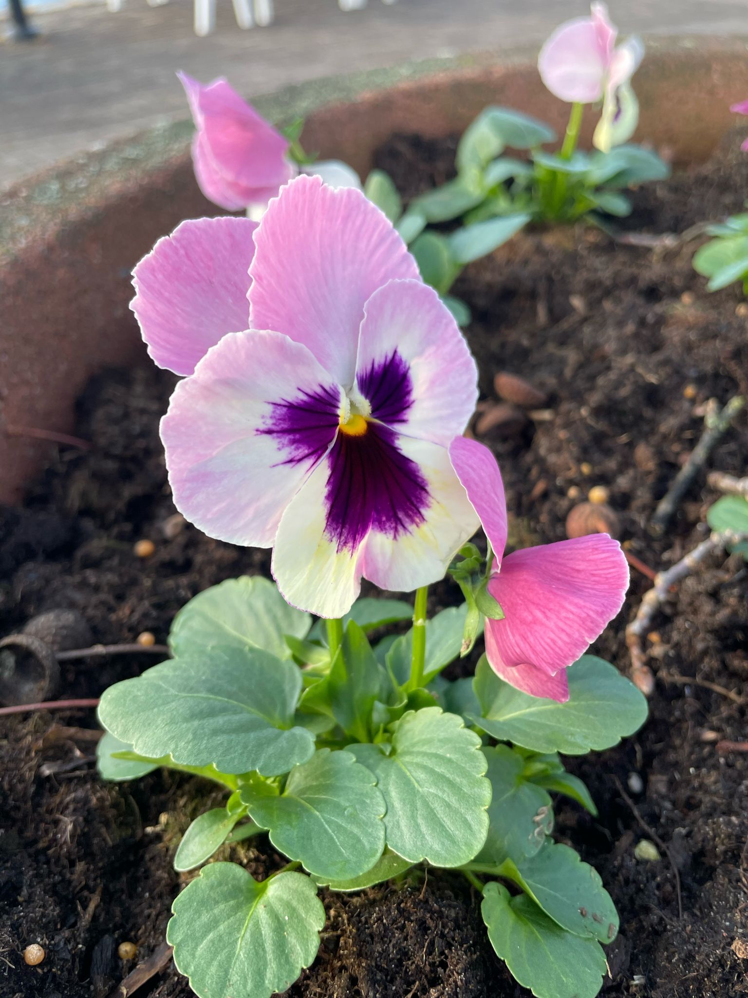 Kausikukkien istutus ja hoito.