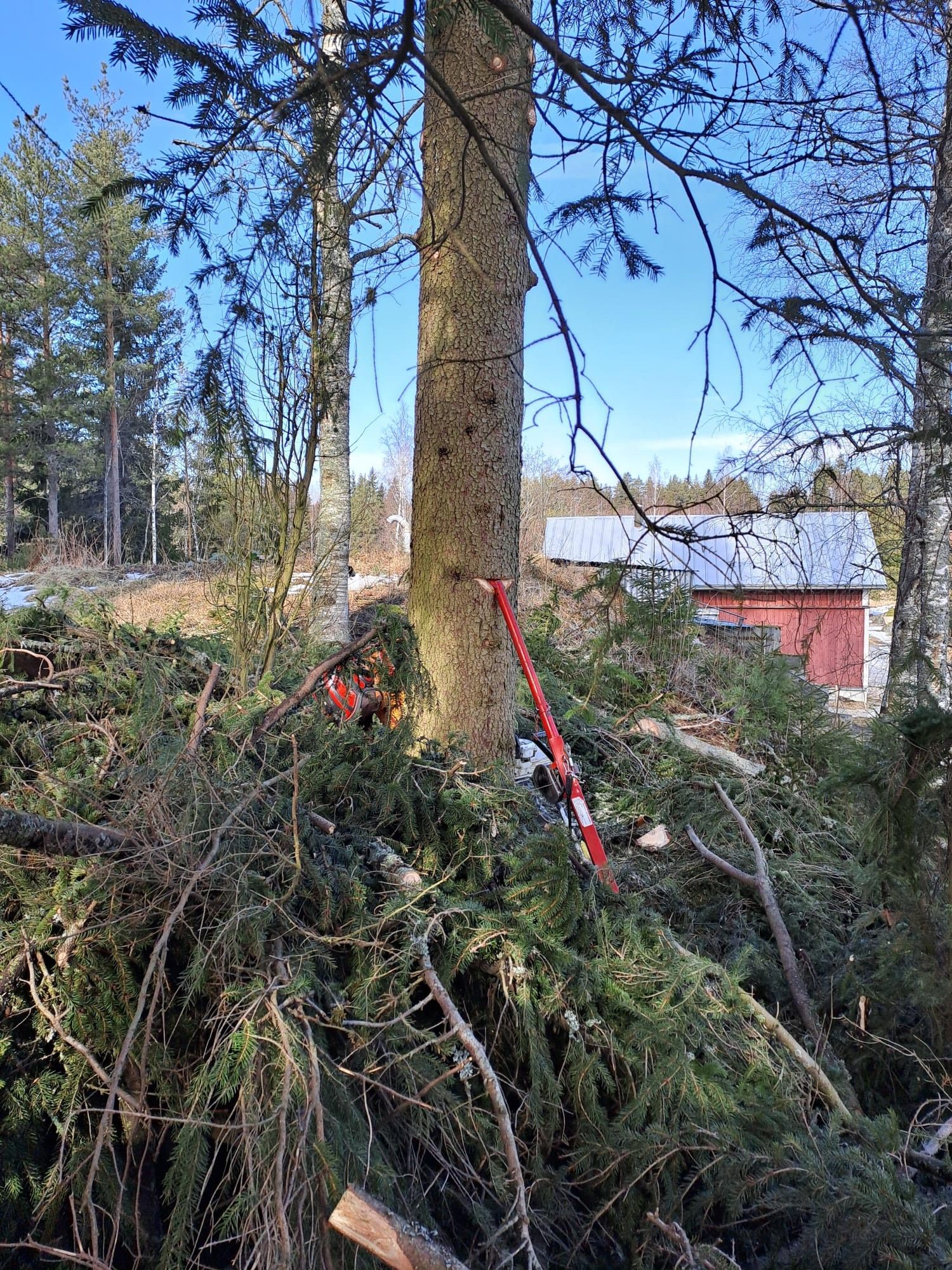 Puiden oksien karsinta.