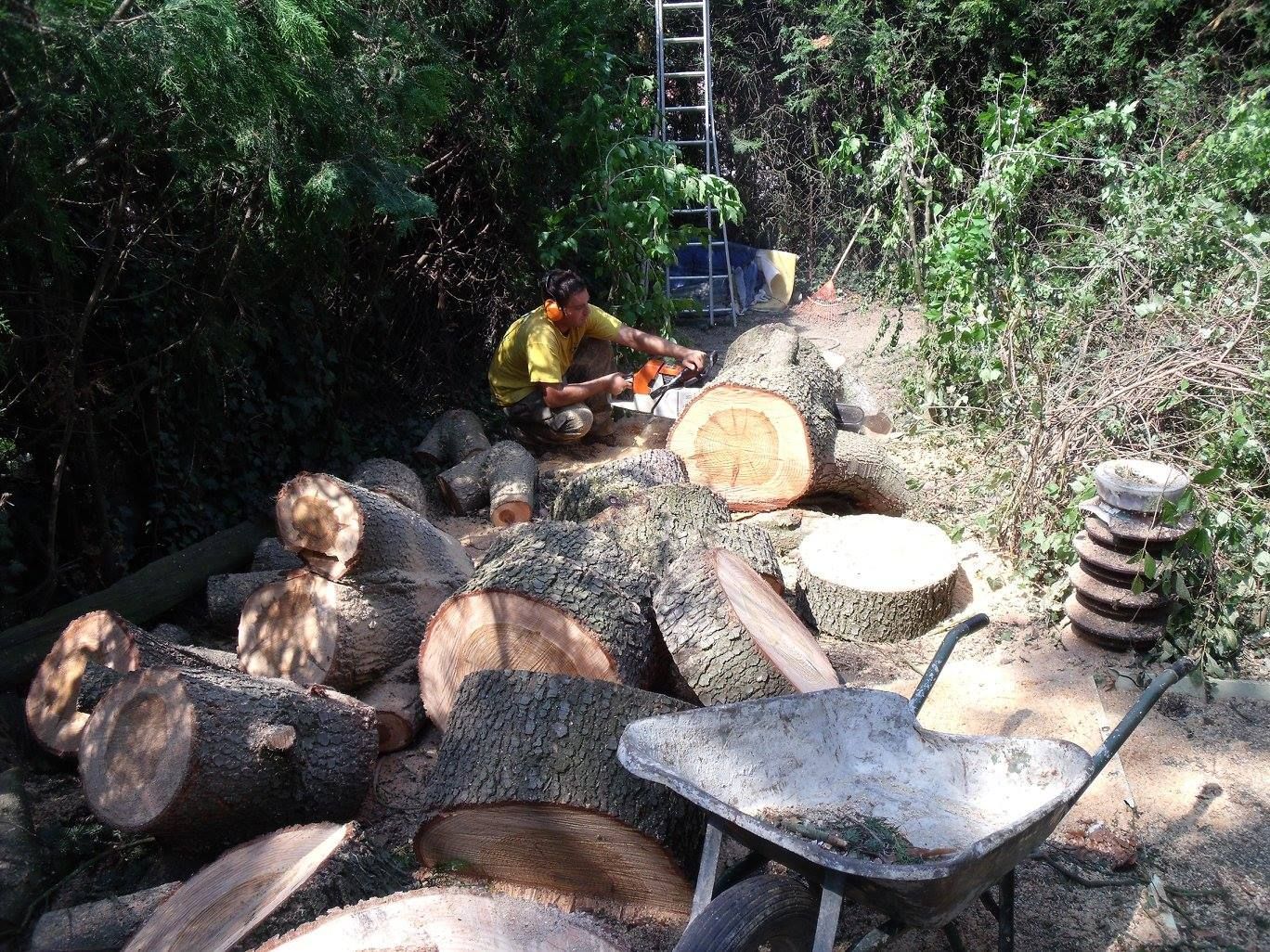 Abattage d’arbre dangereux