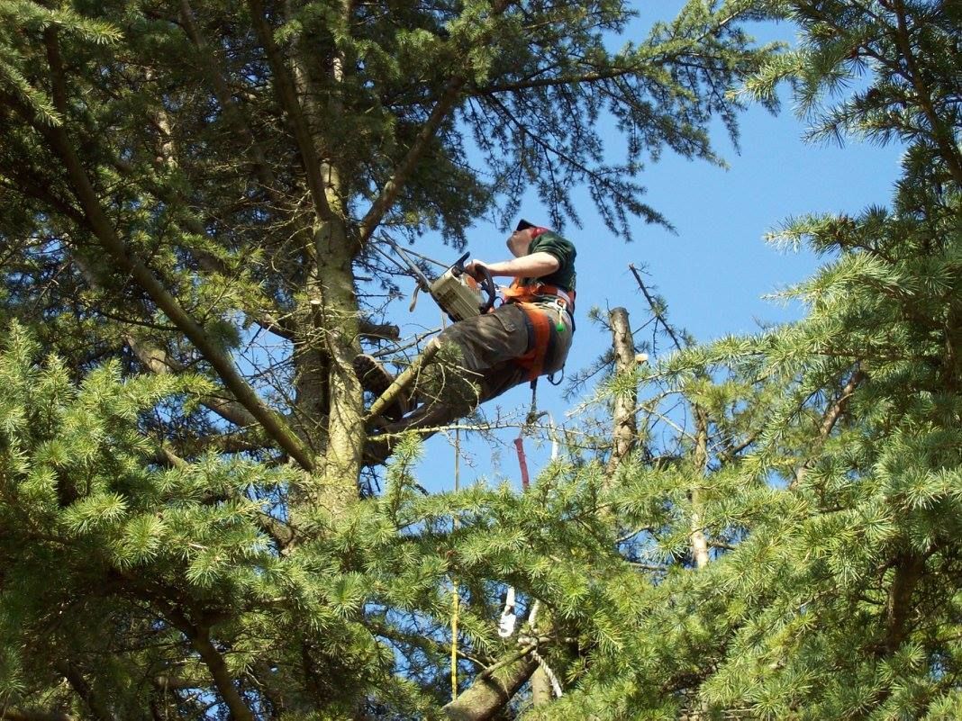 Élagage d’arbre en hauteur