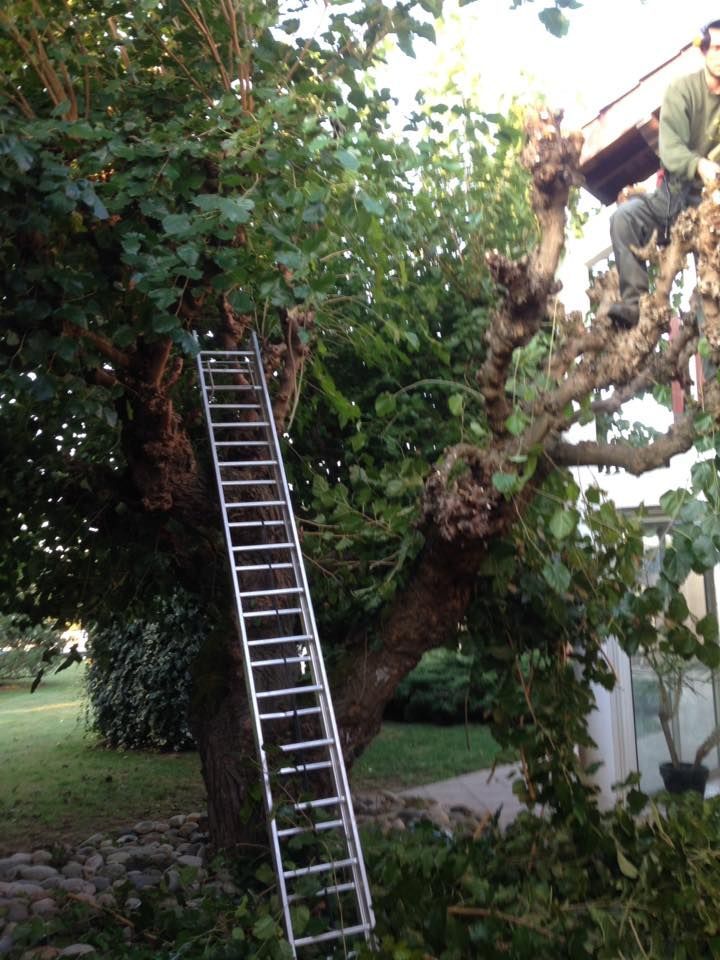 Entretien d’arbre chez un particulier