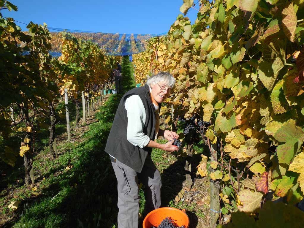 Familie Menzi Obst- und Weinbau in Nürensdorf