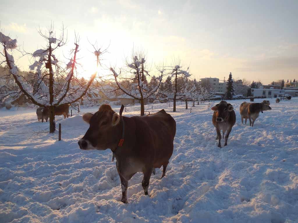 Familie Menzi Obst- und Weinbau in Nürensdorf