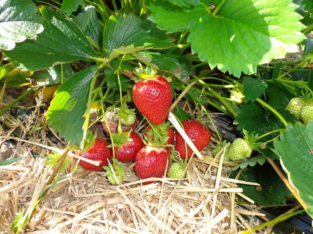 Familie Menzi Obst- und Weinbau in Nürensdorf