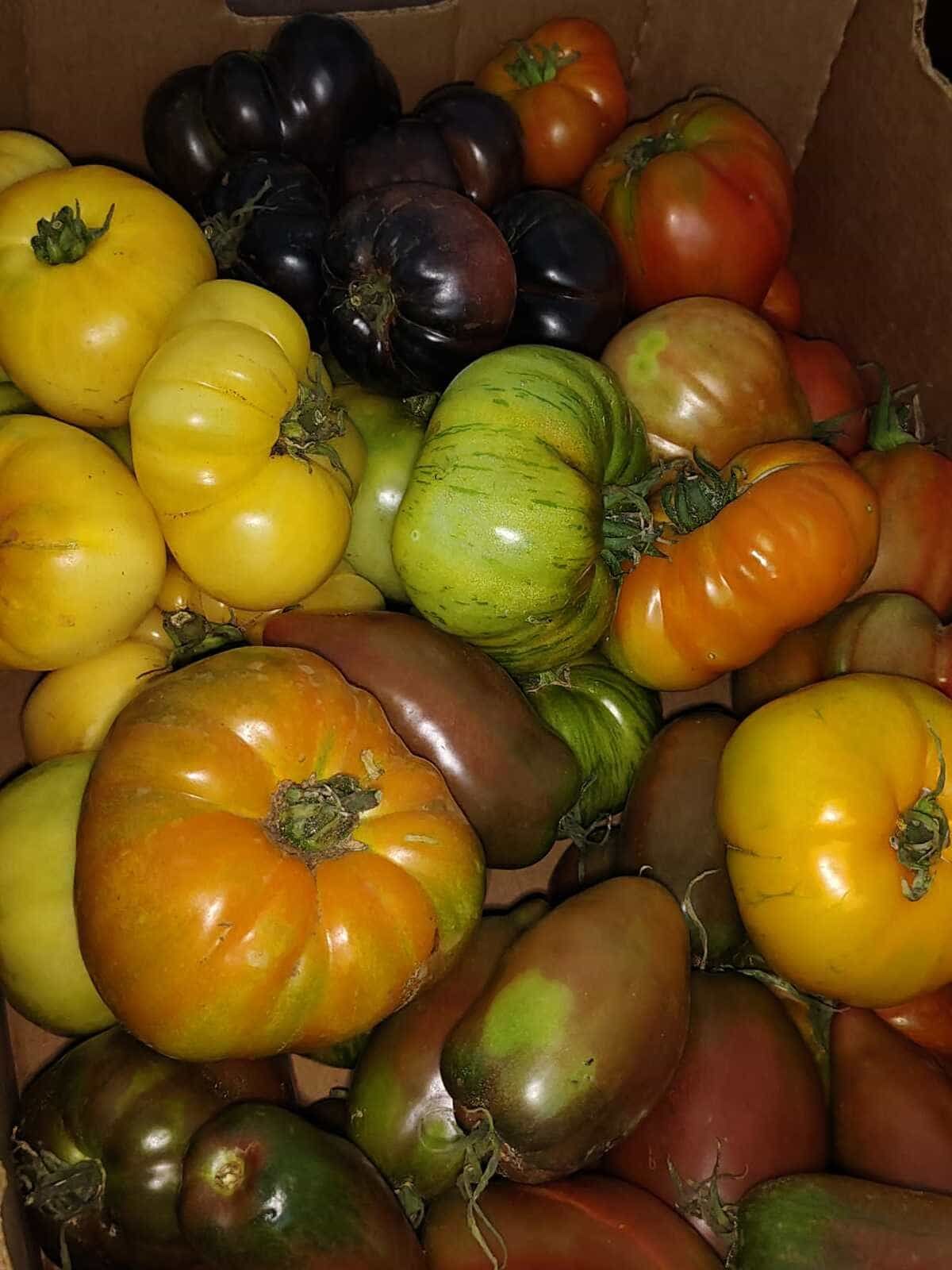 Variedad de tomates tradicionales en amarillo, verde, naranja y morado oscuro apilados juntos.