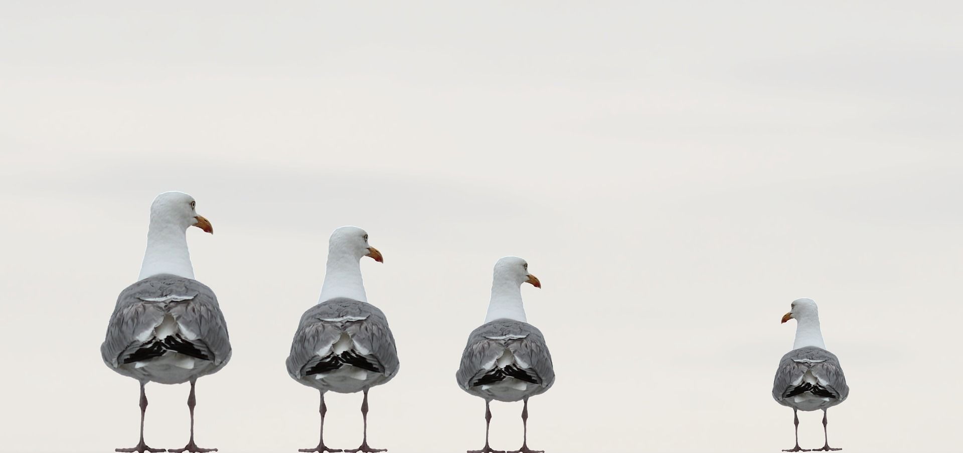 Quatre mouettes se tiennent côte à côte sur un poteau. Hotel Angleterre Etretat / Falaises Etretat