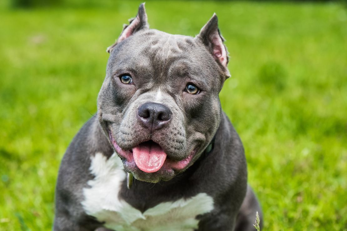 Un perro matón está sentado en el césped con la lengua fuera.