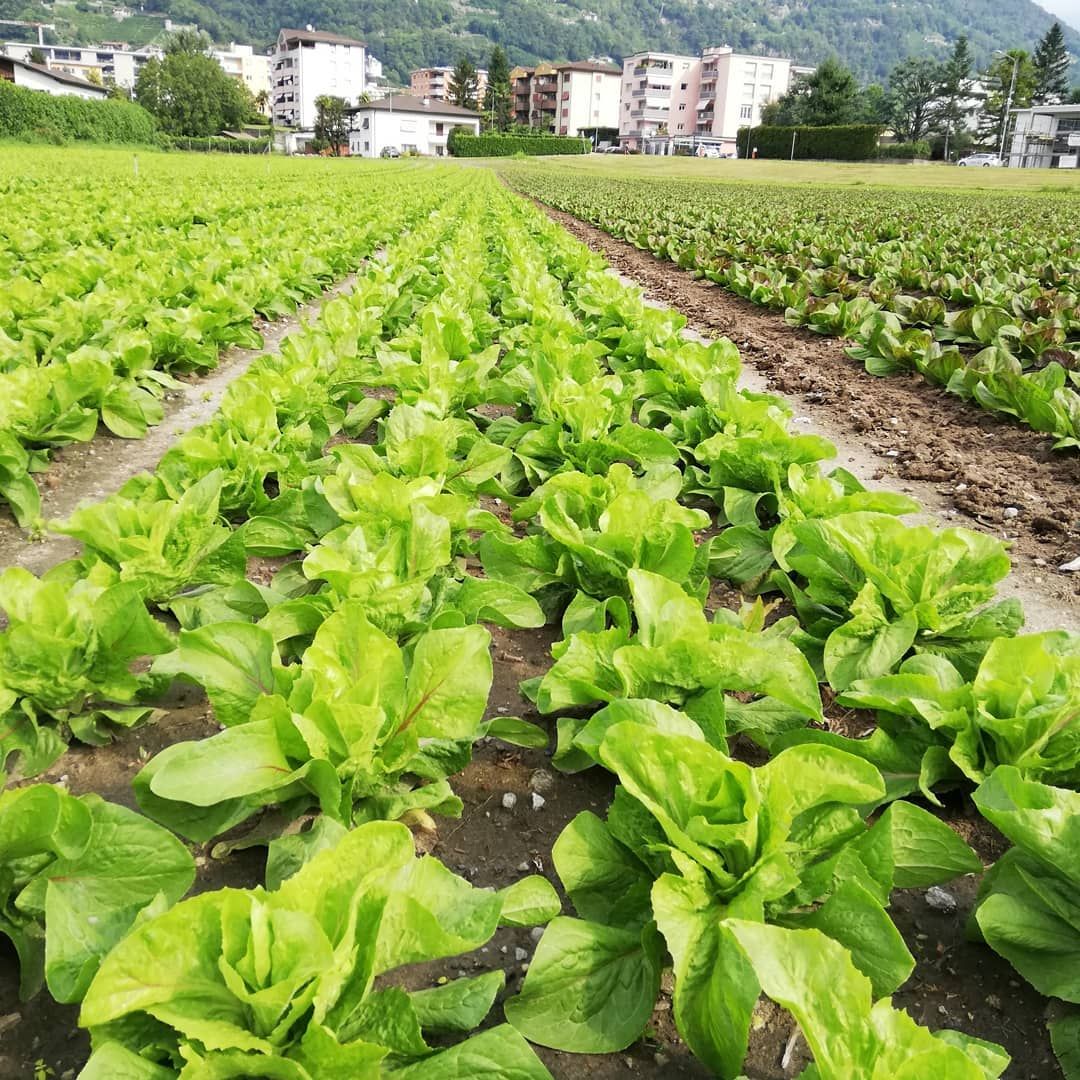 Campo aperto - Agrotomato SA Giubiasco