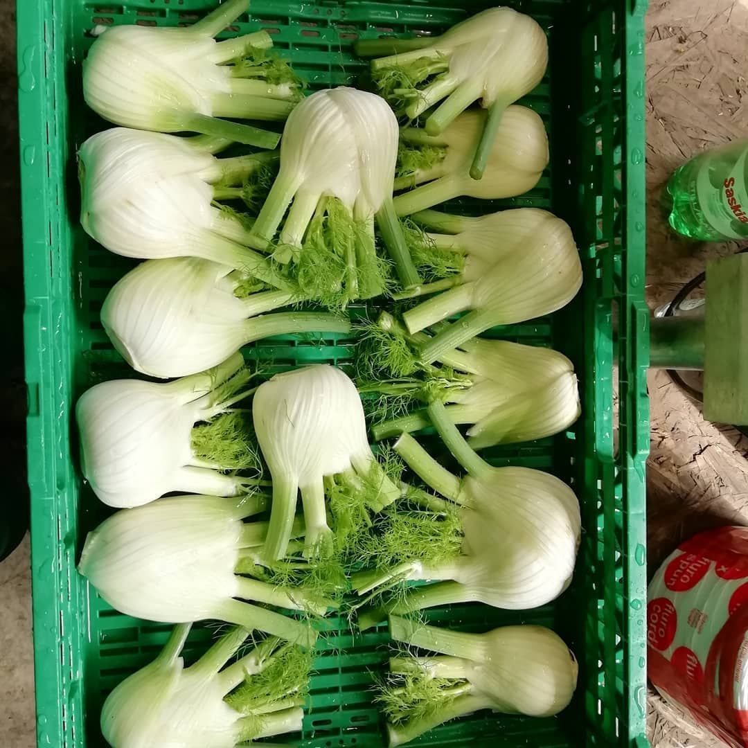 Finocchi - Agrotomato SA Giubiasco