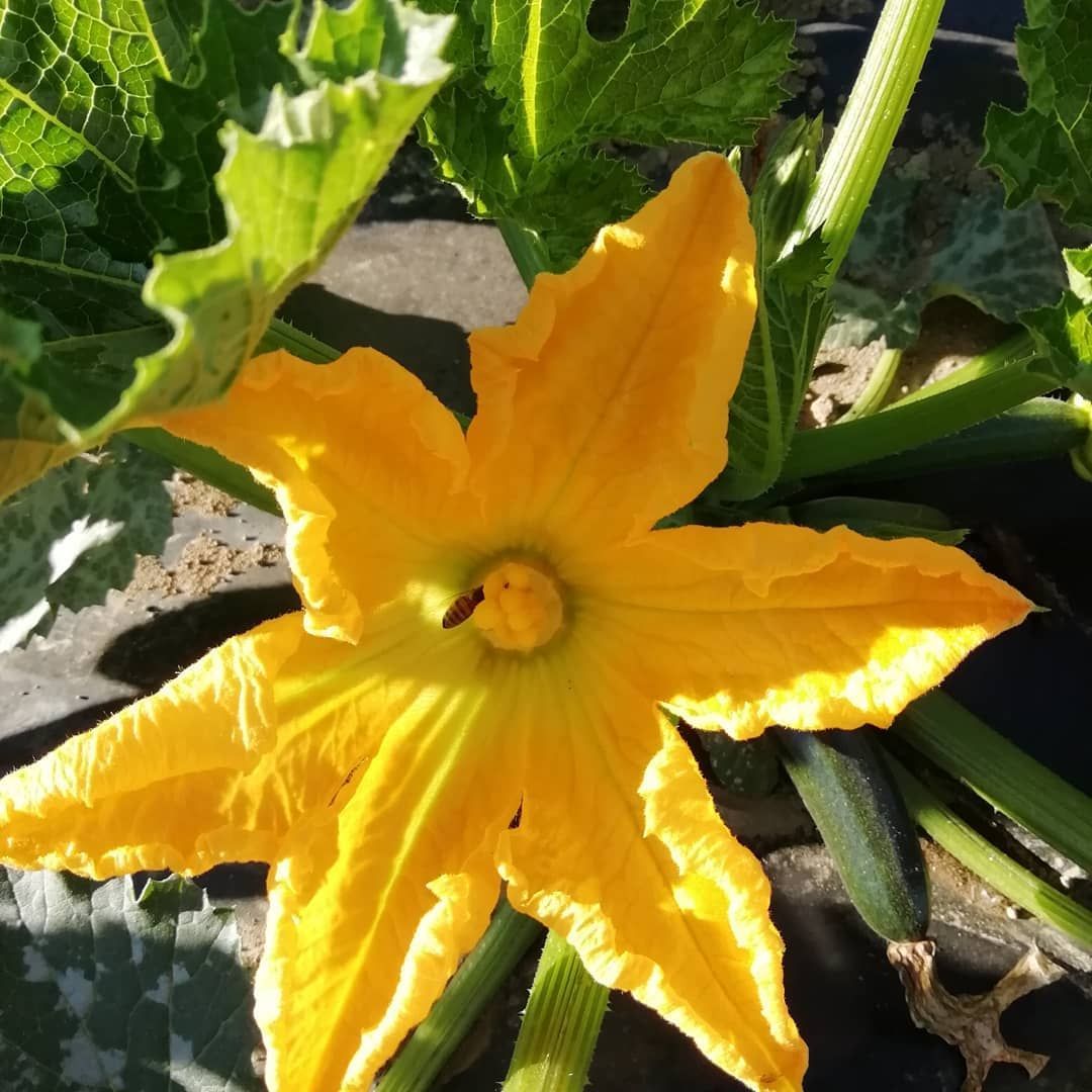 Fiore di zucca - Agrotomato SA Giubiasco