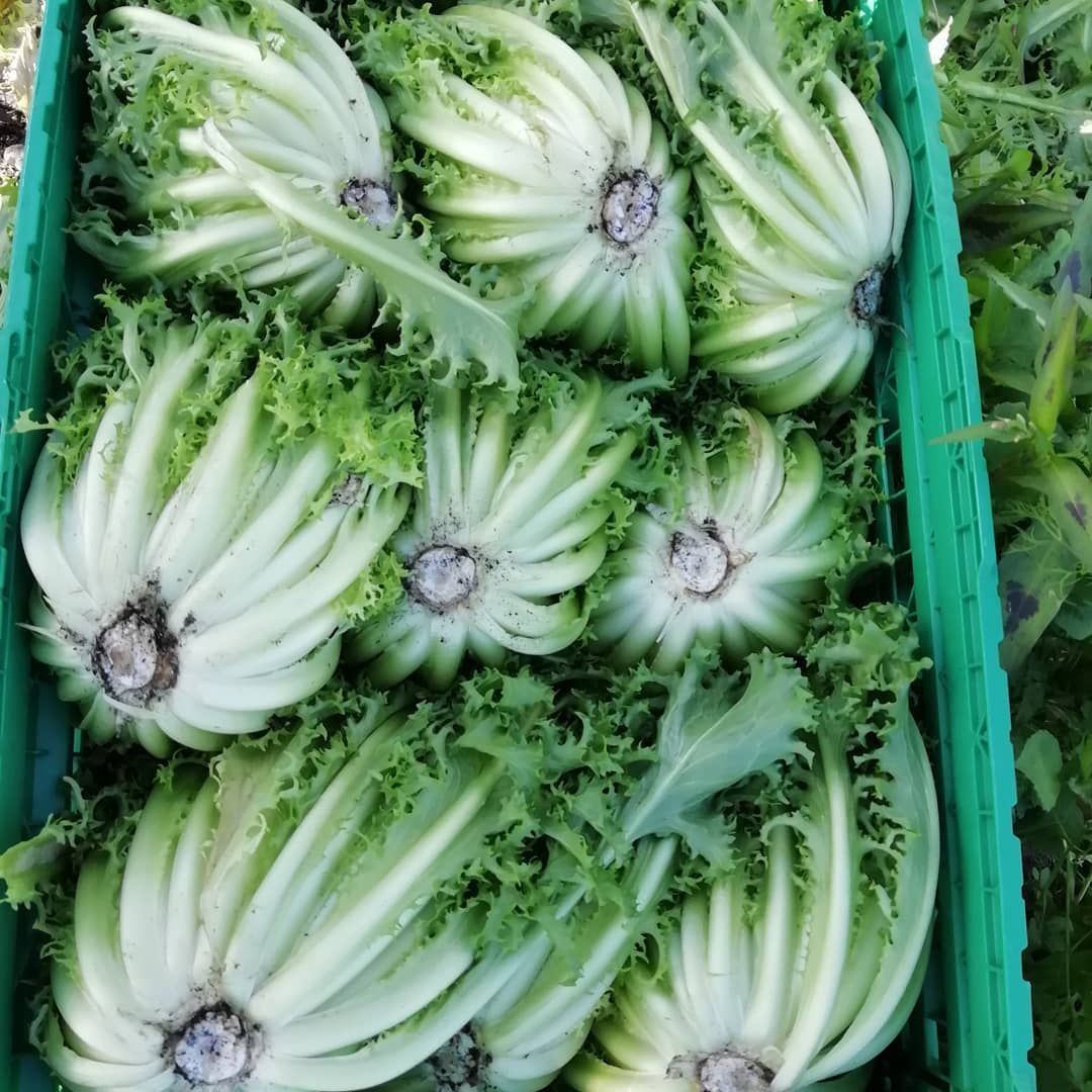 Indivia riccia - Agrotomato SA Giubiasco