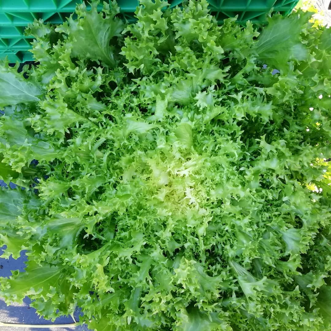 Indivia riccia da campo - Agrotomato SA Giubiasco