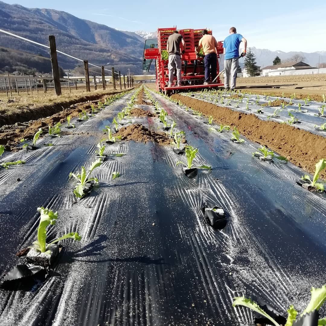 Insalata - Agrotomato SA Giubiasco