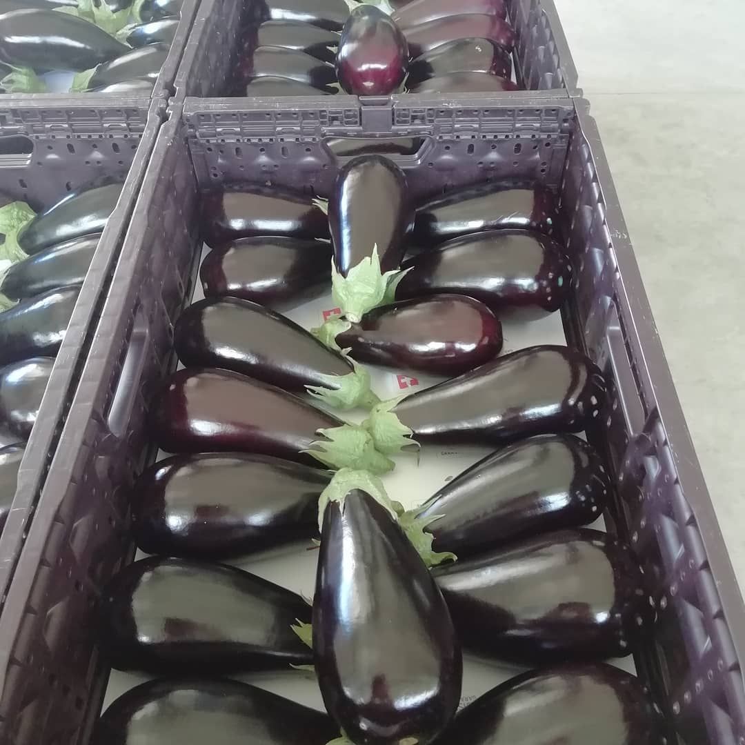 Melanzana - Agrotomato SA Giubiasco