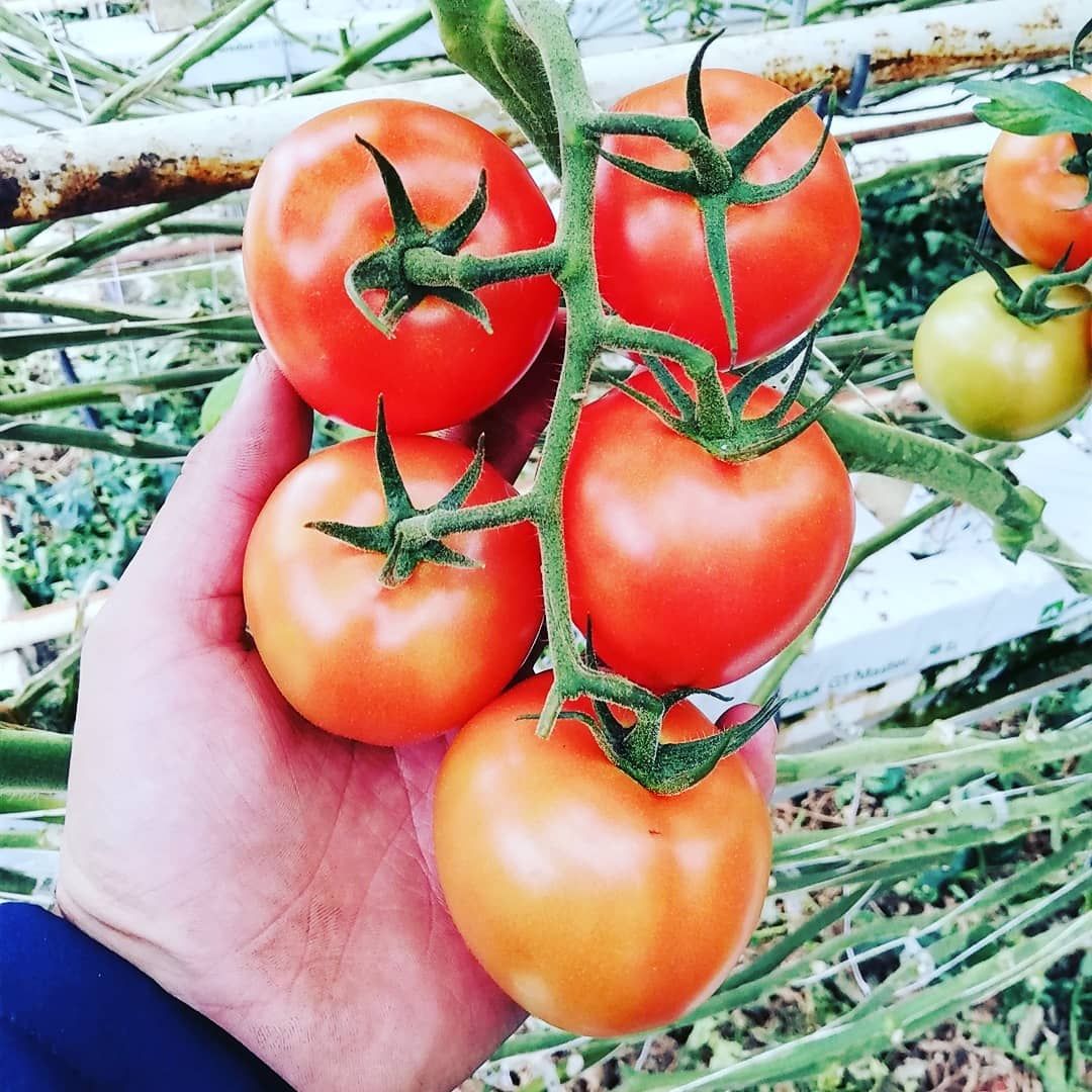 Pomodoro ramato - Agrotomato SA Giubiasco