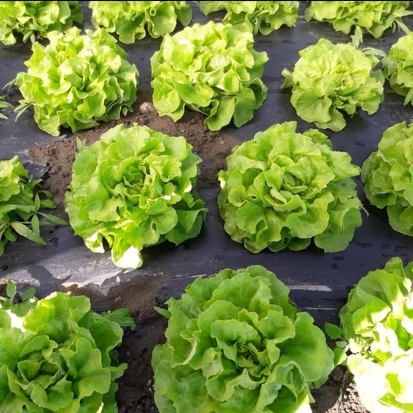 Scarola - Agrotomato SA Giubiasco