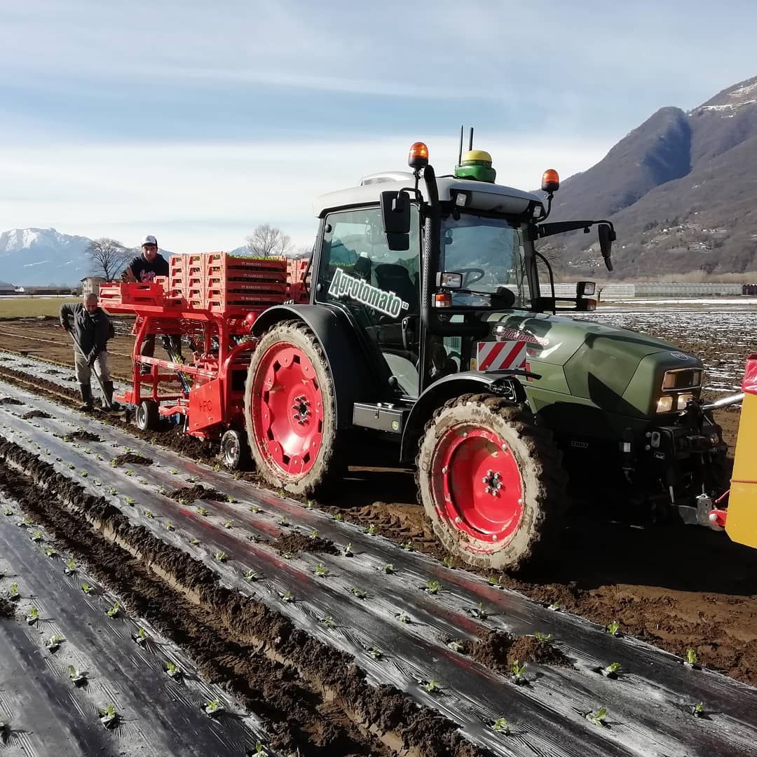 Trapianto insalata - Agrotomato SA Giubiasco