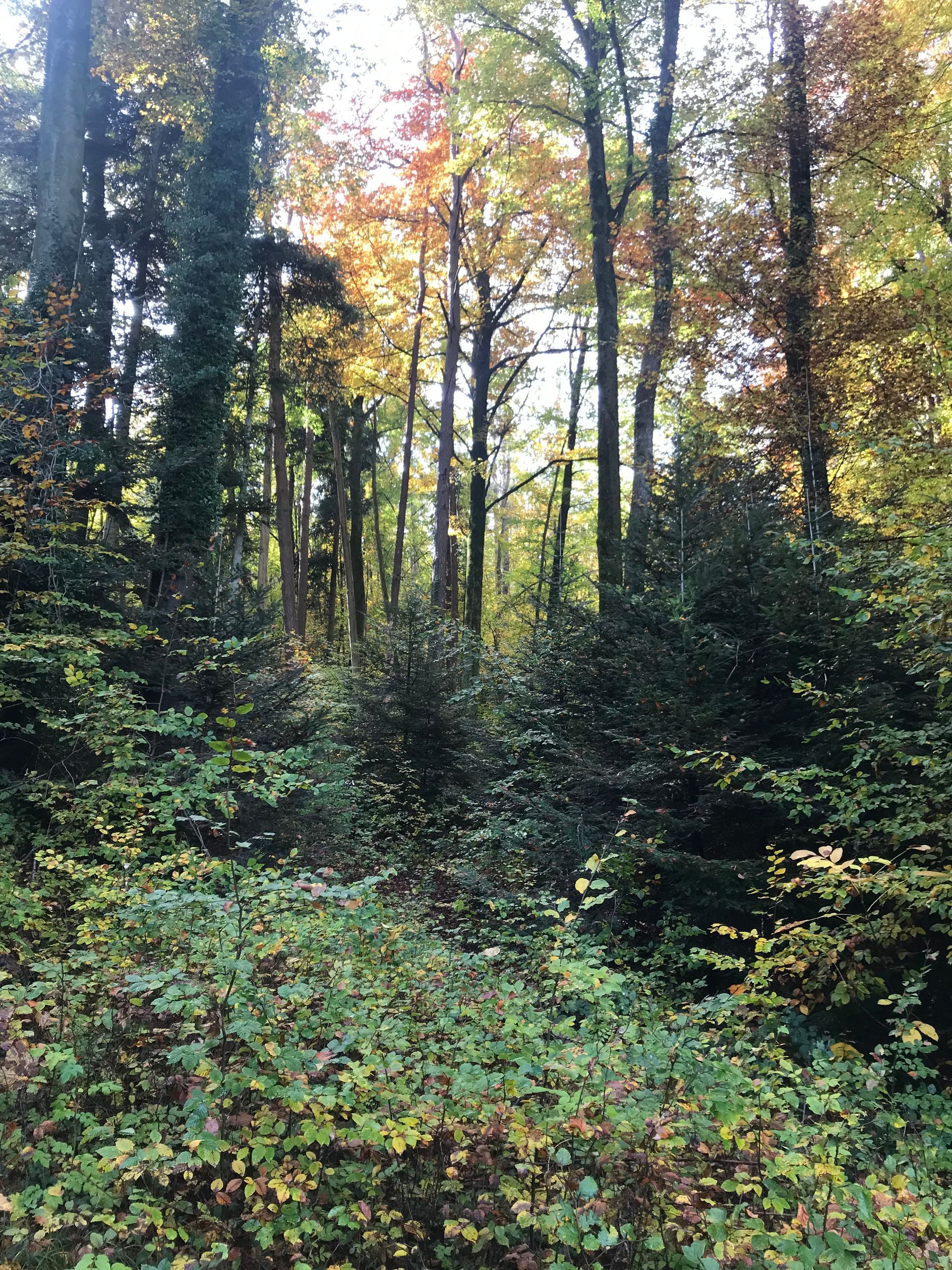 Ein dichter Wald mit vielen Bäumen und Blättern