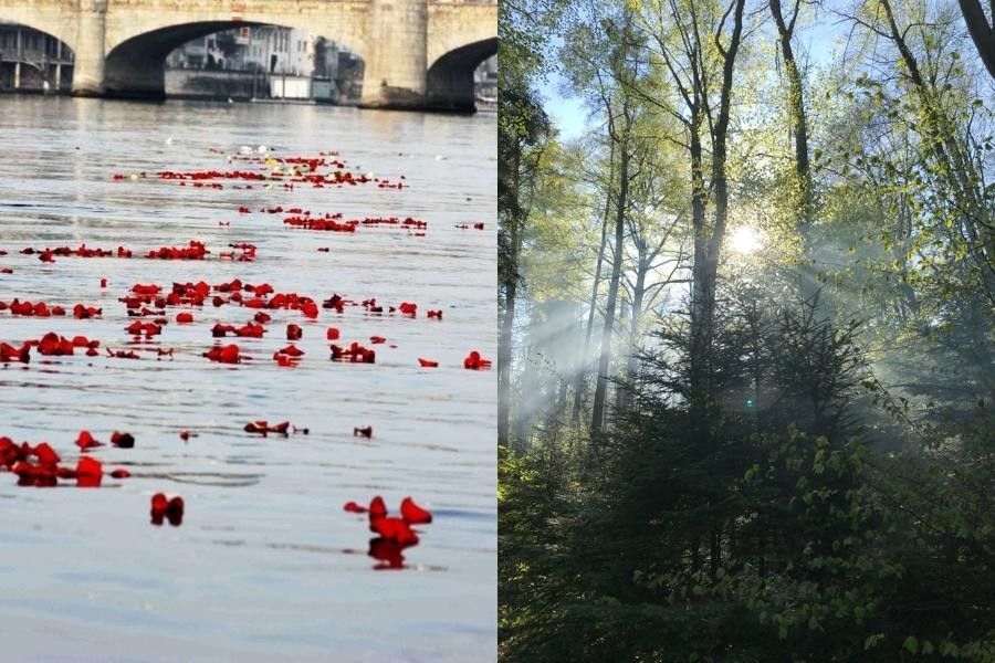 Ein Bild einer Brücke und ein Bild eines Waldes