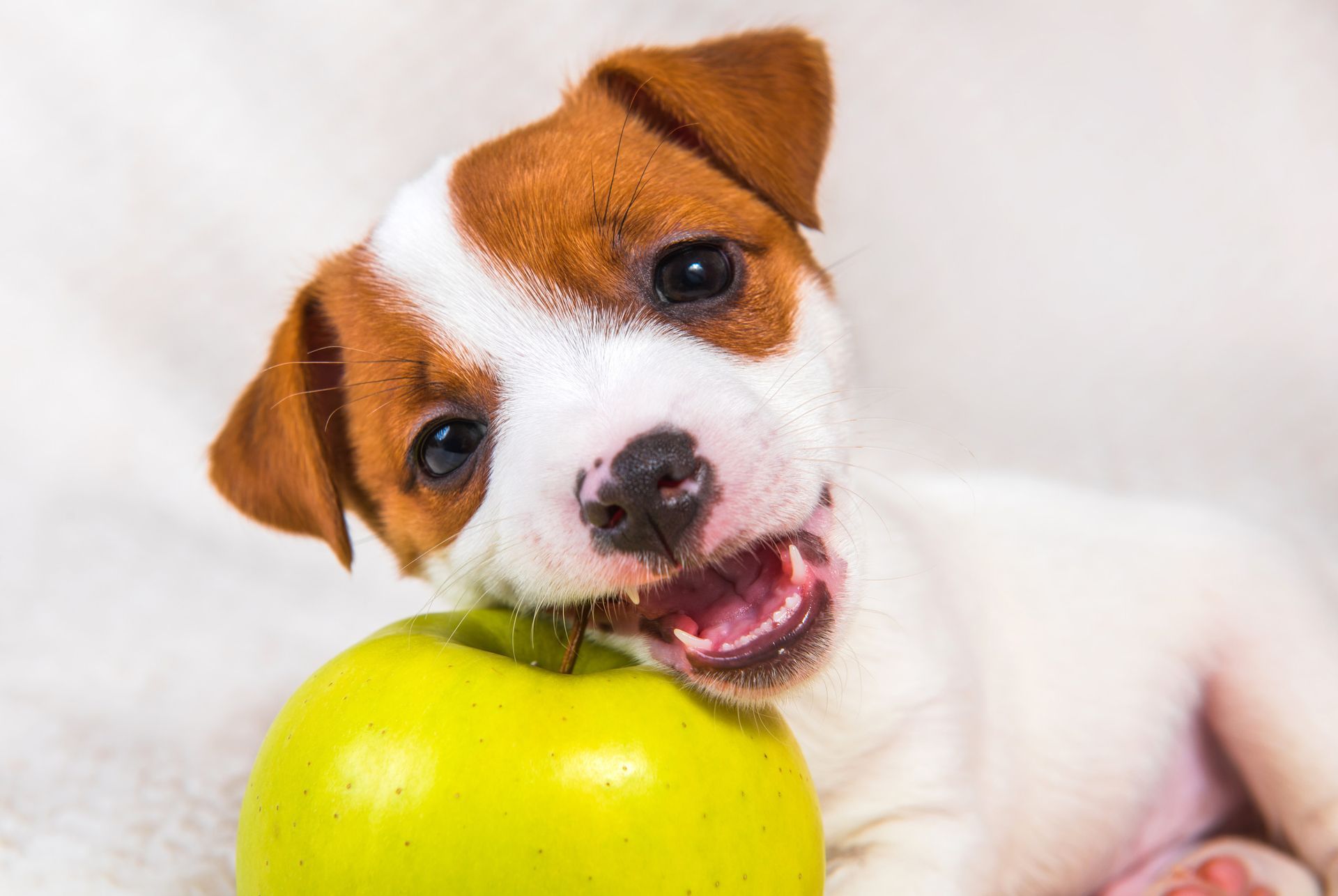 Un cachorro marrón y blanco está masticando una manzana verde.