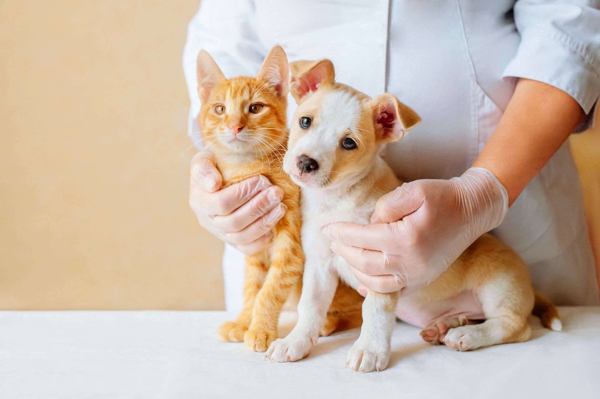 Un veterinario sostiene un cachorro y un gatito en una mesa.