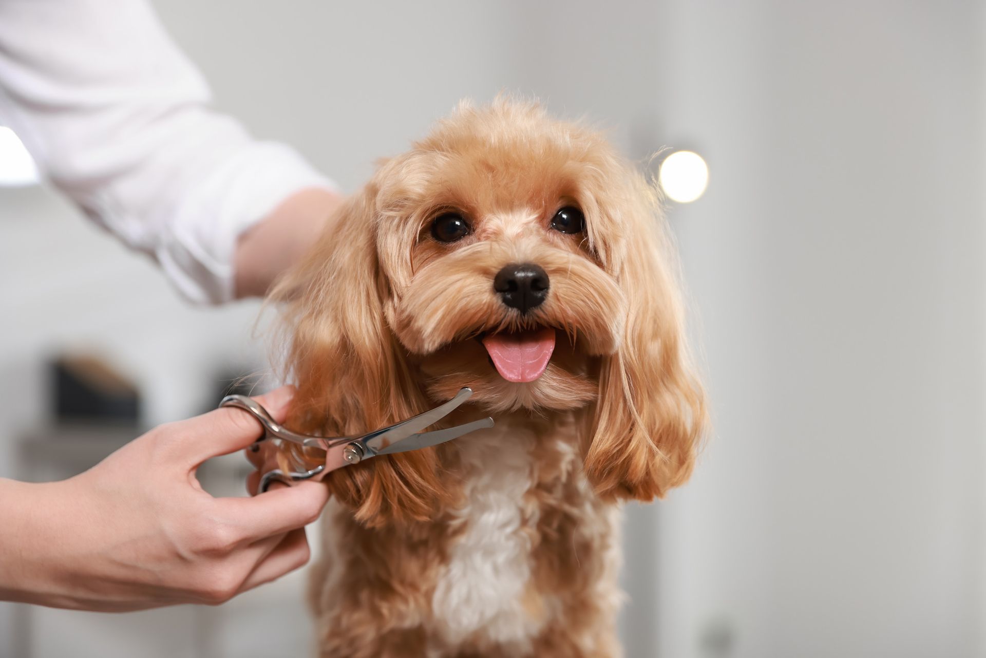 Una persona está cortando el pelo de un perro pequeño con unas tijeras.