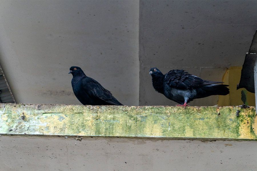 Dos palomas están posadas en la cornisa de un edificio.