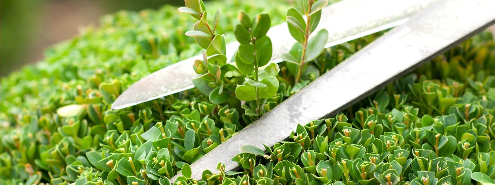 Gartenunterhalt - Morgenthaler Gärtnerei Gartenpflege Blumengeschäft