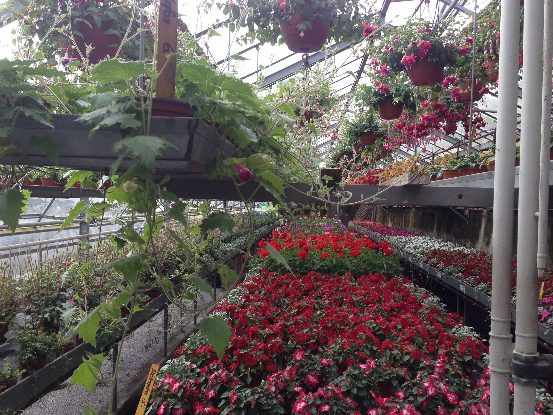 Gewächshaus - Morgenthaler Gärtnerei Gartenpflege Blumengeschäft