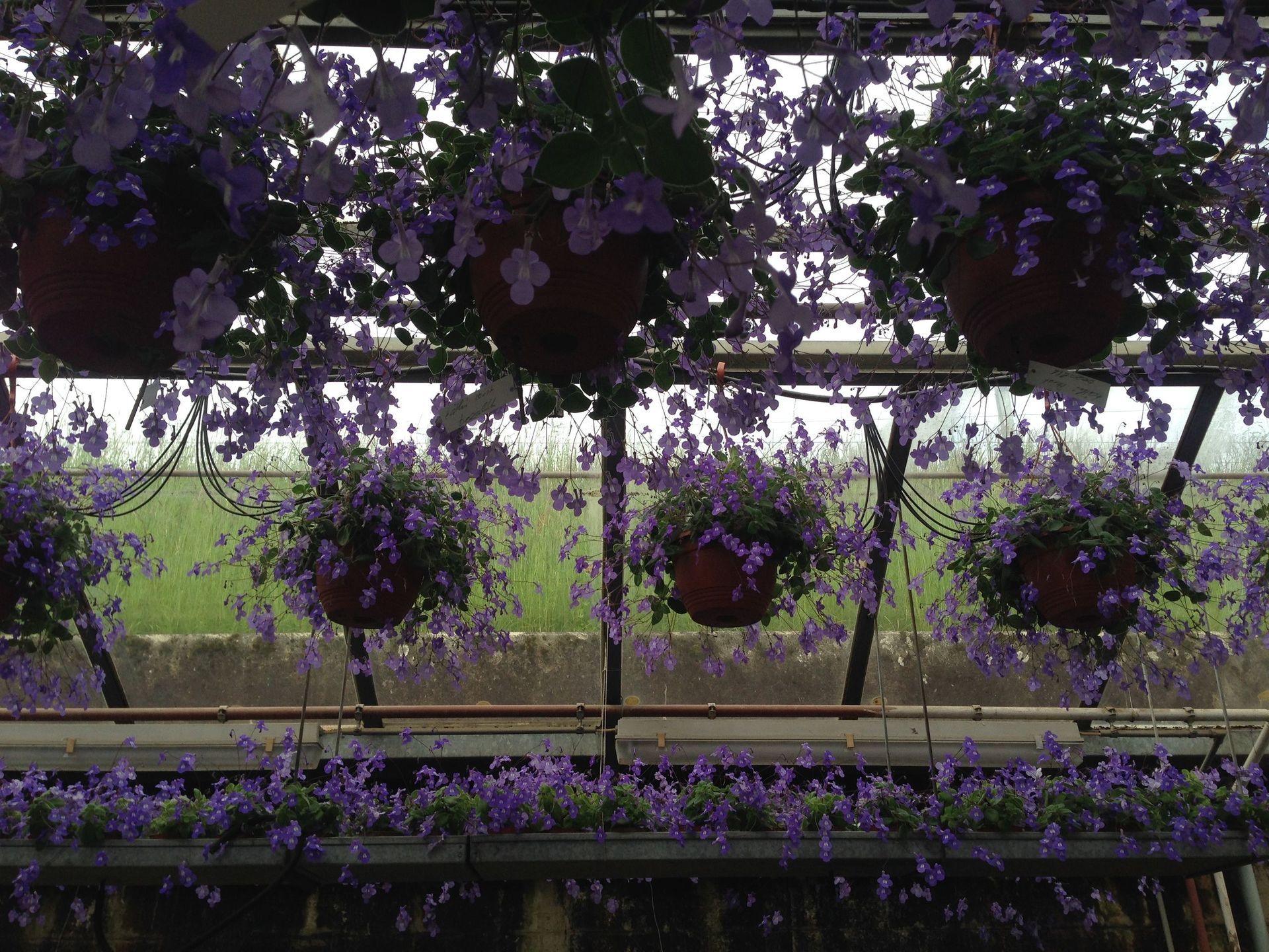 Gewächshaus - Morgenthaler Gärtnerei Gartenpflege Blumengeschäft