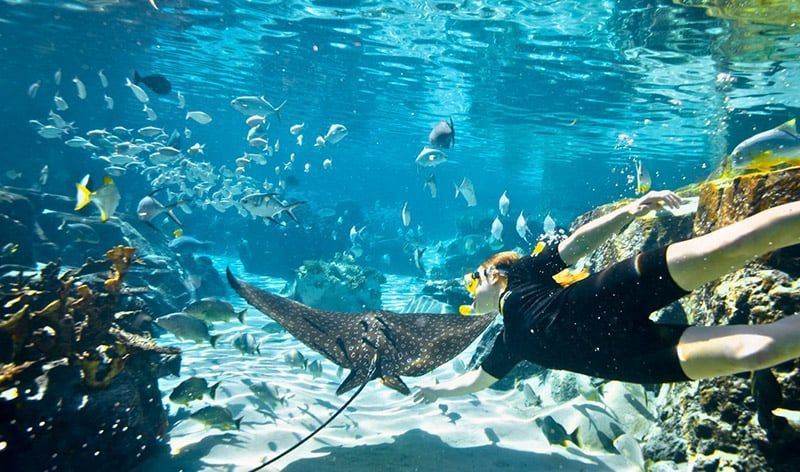 Person snorkeling with a stingray and various fish in clear blue water at Discovery Cove in Orlando 