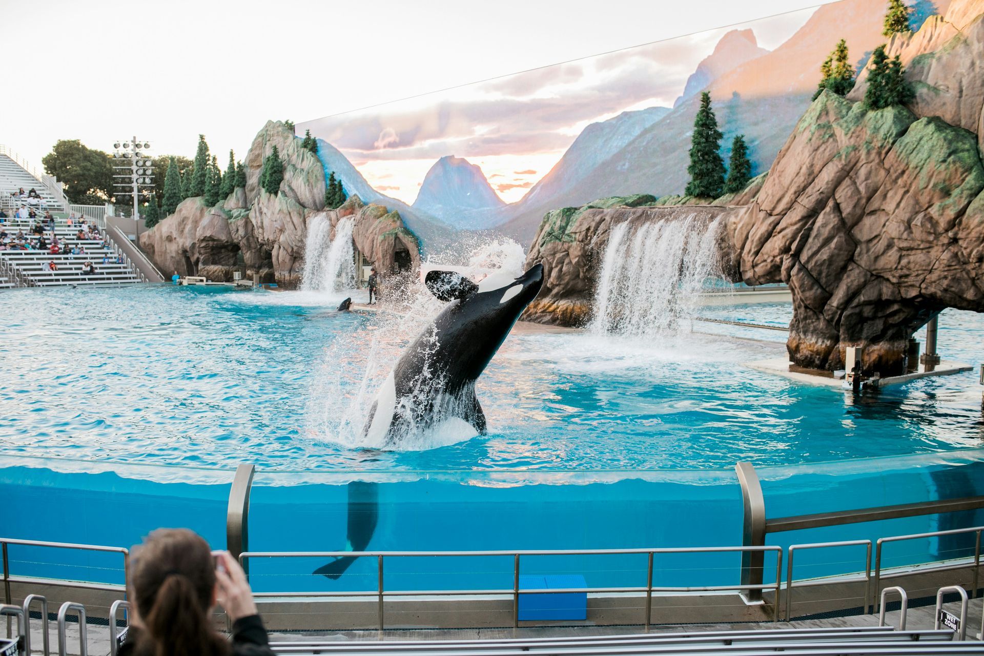Orca whale breaching in a pool during a show, in front of faux mountains and waterfalls in Seaworld Orlando. 