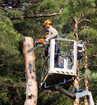 Ein Mann fällt mit einer Kettensäge in einem Eimer einen Baum.